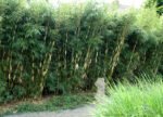 Fargesia Robusta Pingwu - Bambus de gradina neinvaziv, vesnic verde la ghiveci P11, H 30-40 cm - imagine 3