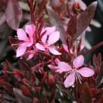 Gaura lindheimeri 'Crimson Butterflies' - Floarea albinelor pitica la ghiveci P9