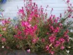 Gaura lindheimeri 'Crimson Butterflies' - Floarea albinelor pitica la ghiveci P9 - imagine 2