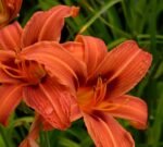 Hemerocallis Rajah - Crin de o zi  - 1 rizom
