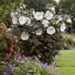 Hibiscus moscheutos Carousel 'Ghost' cu floare uriasa la ghiveci P17, H 40-50 cm - imagine 2