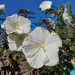 Hibiscus moscheutos Carousel 'Ghost' cu floare uriasa la ghiveci P17, H 40-50 cm