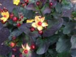 Sunatoare - Hypericum Magical Black - semi vesnic verde la ghiveci C1.5, H 30-40 cm