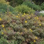Sunatoare cu frunzis variegat - Hypericum × moserianum ‘Tricolor’ - semi vesnic verde la ghiveci C1.5, H 30-40 cm - imagine 2
