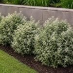 Pittosporum tenuifolium ‘Irene Paterson’ - arbust vesnic verde la ghiveci P 9.5 H 20-25 cm - imagine 3