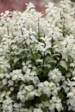 Pittosporum tenuifolium ‘Irene Paterson’ - arbust vesnic verde la ghiveci P 9.5 H 20-25 cm - imagine 2