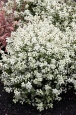 Pittosporum tenuifolium ‘Irene Paterson’ - arbust vesnic verde la ghiveci P 9.5 H 20-25 cm