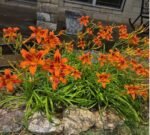 Hemerocallis Rajah - Crin de o zi  - 1 rizom - imagine 2