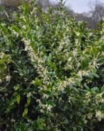 Sarcococca Confusa, arbust vesnic verde parfumat la ghiveci C2, H 40-50 cm - imagine 2