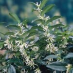 Sarcococca Confusa, arbust vesnic verde parfumat la ghiveci C2, H 40-50 cm