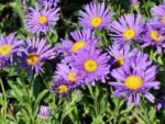 Aster alpinus 'Dunkle Schöne' - Aster pitic cu inflorire primavara - vara - la ghiveci P9