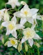 Aquilegia  vulgaris „Silver Queen”- Caldarusa - la ghiveci P9