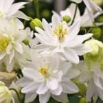Aquilegia  vulgaris „White Barlow”- Caldarusa - la ghiveci P9 - imagine 2
