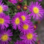 Aster dumosus 'Alice Haslam' - Aster pitic la ghiveci P9 - imagine 2