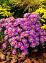 Aster dumosus 'Alice Haslam' - Aster pitic la ghiveci P9