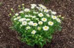 Aster Alpinus Albus  - Aster pitic cu inflorire primavara - la ghiveci P9 - imagine 2