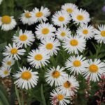 Aster Alpinus Albus  - Aster pitic cu inflorire primavara - la ghiveci P9