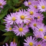 Aster dumosus 'Anneke' - Aster pitic la ghiveci P9 - imagine 2