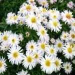 Aster dumosus 'Apollo' - Aster pitic la ghiveci P9 - imagine 2