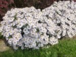 Aster dumosus 'Apollo' - Aster pitic la ghiveci P9