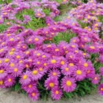 Aster alpinus 'Happy End' - Aster pitic cu inflorire primavara - vara - la ghiveci P9