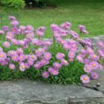 Aster alpinus 'Happy End' - Aster pitic cu inflorire primavara - vara - la ghiveci P9 - imagine 2