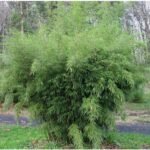 Fargesia Robusta Pingwu - Bambus de gradina neinvaziv, vesnic verde la ghiveci P11, H 30-40 cm