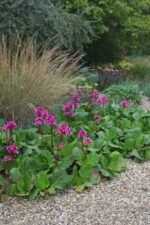 Bergenia Morgenrote - Bergenia inalta cu inflorire repetata - planta vesnic verde la ghiveci P9 - imagine 3