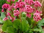 Bergenia Morgenrote - Bergenia inalta cu inflorire repetata - planta vesnic verde la ghiveci P9