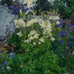 Aquilegia  vulgaris „Silver Queen”- Caldarusa - la ghiveci P9 - imagine 2