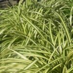 Carex morrowii 'Aureovariegata' - Rogoz japonez vesnic verde la ghiveci P9