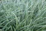 Carex morrowii 'Ice Dance' - Rogoz japonez vesnic verde la ghiveci P9