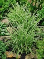 Carex morrowii 'Ice Dance' - Rogoz japonez vesnic verde la ghiveci P9 - imagine 2