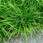 Carex morrowii 'Irish Green' - Rogoz japonez vesnic verde la ghiveci P9 - imagine 2