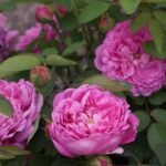 Trandafir de dulceata Chios Rose la ghiveci C2 - imagine 2
