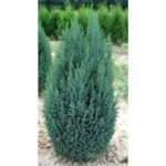 Chamaecyparis lawsoniana ‘Ellwoodii’ - Chiparos , vesnic verde la ghiveci P9, H 25-30 cm - imagine 3