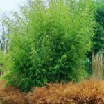 Fargesia Robusta Pingwu - Bambus de gradina neinvaziv, vesnic verde la ghiveci P11, H 30-40 cm - imagine 2