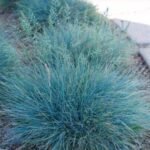 Festuca Glauca Compacta Blue la ghiveci P11