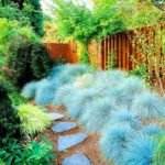 Festuca Glauca Compacta Blue la ghiveci P11 - imagine 2
