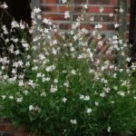 Gaura lindheimeri 'Short Form' - Floarea albinelor pitica la ghiveci P9 - imagine 2