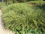 Carex morrowii 'Aureovariegata' - Rogoz japonez vesnic verde la ghiveci P9 - imagine 2