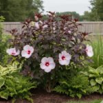 Hibiscus moscheutos Carousel 'Jolly Heart' cu floare uriasa la ghiveci P17, H 40-50 cm - imagine 2