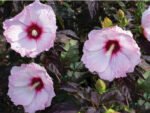 Hibiscus moscheutos Carousel 'Jolly Heart' cu floare uriasa la ghiveci P17, H 40-50 cm
