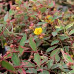Sunatoare cu frunzis variegat - Hypericum × moserianum ‘Tricolor’ - semi vesnic verde la ghiveci C1.5, H 30-40 cm