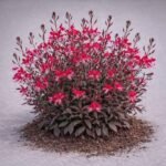 Gaura lindheimeri 'Crimson Butterflies' - Floarea albinelor pitica la ghiveci P9 - imagine 3