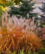 Miscanthus sinensis Purpurascens - Iarba Elefantului sau Stuf Chinezesc la ghiveci P9 - imagine 3