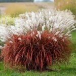 Miscanthus sinensis Purpurascens - Iarba Elefantului sau Stuf Chinezesc la ghiveci P9