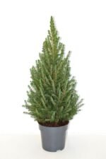 Picea Glauca December - Molid Pitic ideal pentru pom de Craciun mic la ghiveci P15, H 50-60 cm