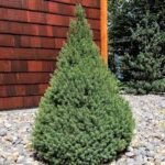 Picea Glauca December - Molid Pitic ideal pentru pom de Craciun mic la ghiveci P15, H 50-60 cm - imagine 3