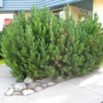 Pinus Mugo - Pin de munte la ghiveci C1.5 - imagine 2